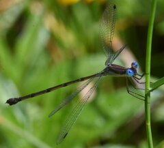 Lestes tenuatus