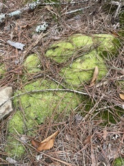 Leucobryum glaucum