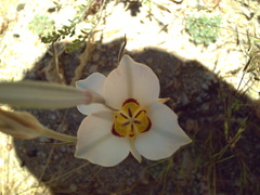 Calochortus bruneaunis
