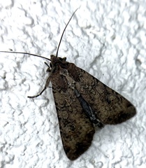 Peridroma saucia