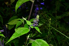 Salvia concolor