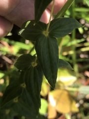 Lysimachia asperulifolia