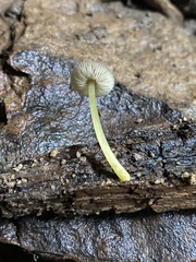 Pluteus romellii