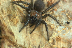 Porrhothele