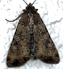 Peridroma saucia