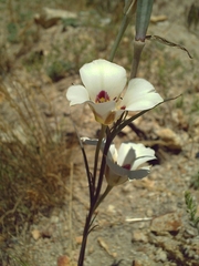 Calochortus bruneaunis