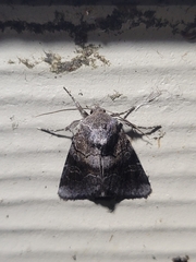 Trichordestra legitima