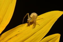 Mecaphesa