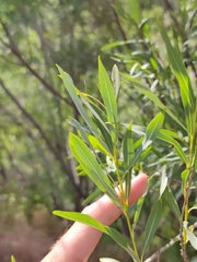 Salix vinogradovii