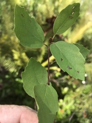 Fothergilla gardenii