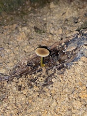 Pluteus romellii