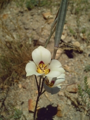 Calochortus bruneaunis