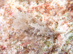 Stylocheilus polyomma