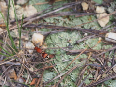 Dasymutilla quadriguttata