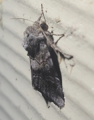 Trichordestra legitima
