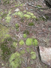 Leucobryum glaucum