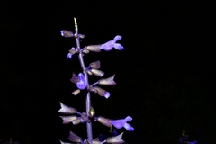 Salvia concolor