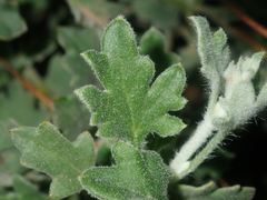 Xanthosia tomentosa