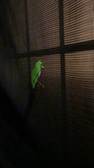 Microcentrum retinerve