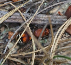 Dasymutilla quadriguttata