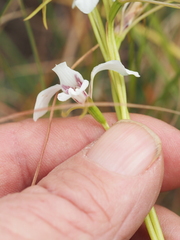 Diuris alba