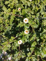 Kallstroemia rosei