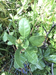 Morella caroliniensis