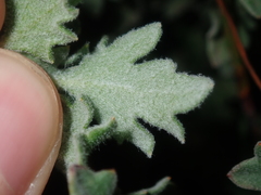 Xanthosia tomentosa