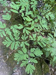 Corydalis scouleri