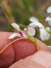 Diuris alba