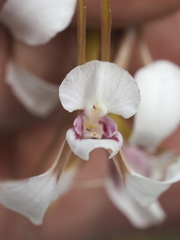Diuris alba