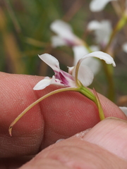 Diuris alba
