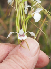 Diuris alba