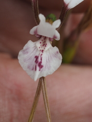 Diuris alba