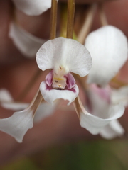 Diuris alba