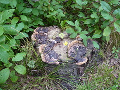 Phellinus