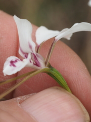 Diuris alba
