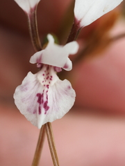 Diuris alba