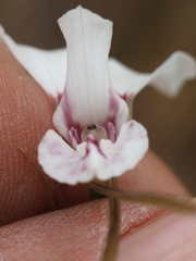 Diuris alba