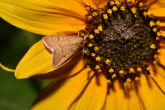 Achyra rantalis