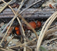 Dasymutilla quadriguttata