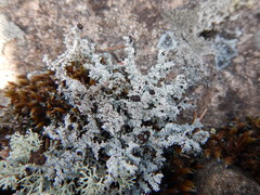 Stereocaulon saxatile