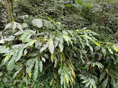 Alpinia