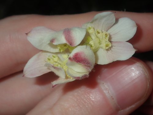 Image of Xanthosia tomentosa by (c) Thomas Mesaglio, some rights reserved (CC BY)