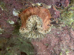 Bunodosoma granuliferum