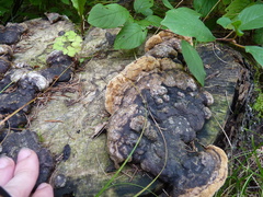 Phellinus