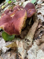 Phylloporus