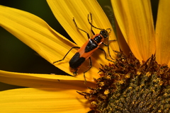 Chauliognathus basalis