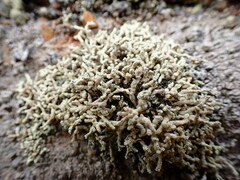 Lecanora phryganitis