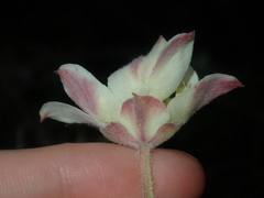 Xanthosia tomentosa